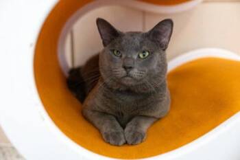 Morgan -  Domestic Short Hair Cat for Adoption in Golden Valley, Minnesota - Morgan | PetCurious