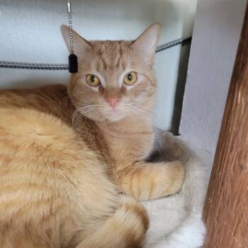 Rescue Domestic Short Hair Cats for Adoption in Battle Creek, Michigan - TURBO | PetCurious