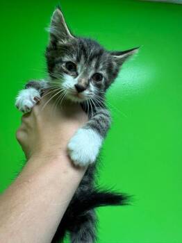Wade -  Domestic Short Hair Cat for Adoption in Johnson City, Tennessee - Wade | PetCurious