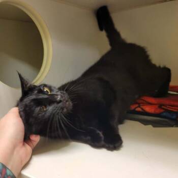 Tarot -  Domestic Short Hair Cat for Adoption in Columbia, Missouri - Tarot | PetCurious