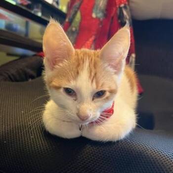 Domestic Short Hair Cats Available for Adoption - Finn | PetCurious