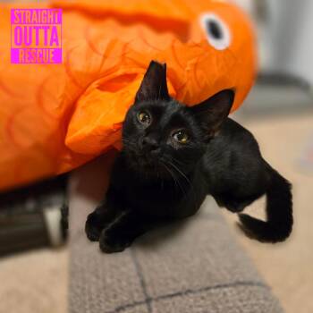 Belina -  Domestic Short Hair Cat for Adoption in Vancouver, British Columbia - Belina | PetCurious