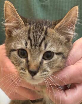 Domestic Short Hair Cats Available for Adoption - SCRAPPY | PetCurious