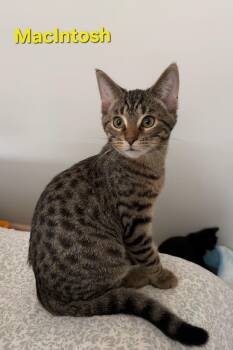 Rescue Tabby Cats for Adoption in Brighton, Michigan - Macintosh (brothers Are Cortland & Braeburn) | PetCurious