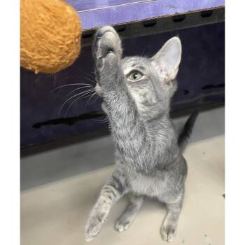 Catrick Swayze -  Domestic Short Hair Cat for Adoption in Austin, Texas - Catrick Swayze | PetCurious