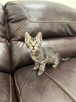 Miss Peterson -  Tabby Cat for Adoption in Newberg, Oregon - Miss Peterson | PetCurious