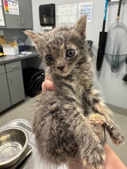 Love -  Domestic Short Hair Cat for Adoption in Bloomington, Indiana - Love | PetCurious