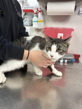 Tigger -  Domestic Short Hair Cat for Adoption in Marietta, Georgia - Tigger | PetCurious