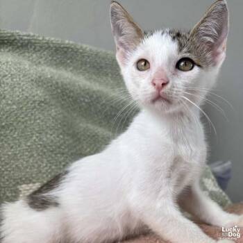 Domestic Short Hair Cats Available for Adoption in Washington, District Of Columbia - Tiny Twix | PetCurious