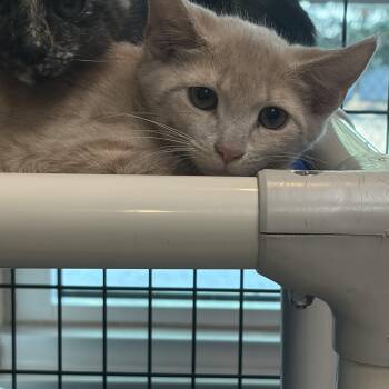 Rigatoni -  Domestic Short Hair Cat for Adoption in Charleston, South Carolina - Rigatoni | PetCurious