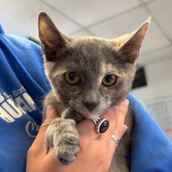Domestic Short Hair Cats Available for Adoption in Goleta, California - Dior | PetCurious
