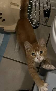 Rescue Domestic Short Hair Cats for Adoption in Avon Park, Florida - Riddick | PetCurious