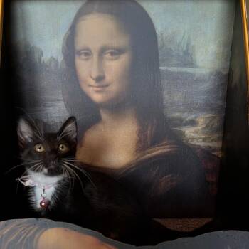Frida Kahlo 26-06-048 -  Domestic Medium Hair Cat for Adoption in Bastrop, Texas - Frida Kahlo 26-06-048 | PetCurious