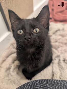 Domestic Short Hair Cats Available for Adoption in Greenwood, Indiana - Jiji | PetCurious