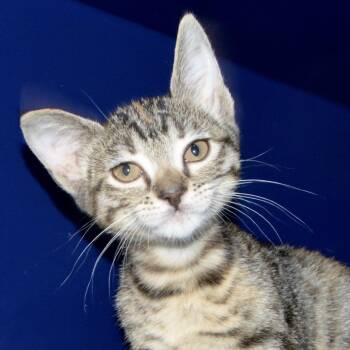 Millie -  Domestic Short Hair Cat for Adoption in Los Angeles, California - Millie | PetCurious