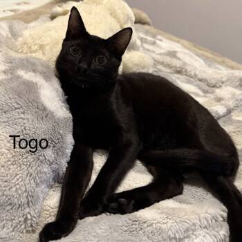 Rescue Domestic Short Hair Cats for Adoption in Fairfax Station, Virginia - Togo Mouri | PetCurious