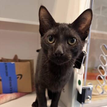 Domestic Short Hair Cats Available for Adoption in Greensboro, North Carolina - Butter Toast | PetCurious