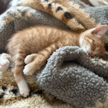 Domestic Short Hair Cats Available for Adoption in Newcastle, Oklahoma - Oscar | PetCurious