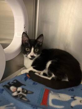 Domestic Short Hair Cats Available for Adoption - 2026-03-001  *Pepperjack* | PetCurious