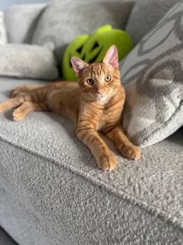 Rescue Domestic Short Hair Cats for Adoption in Macomb, Michigan - Miles | PetCurious