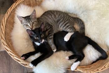 Rescue Domestic Short Hair Cats for Adoption in Hot Springs, Arkansas - Dot & Ringo | PetCurious