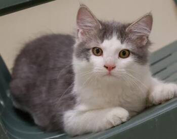 Domestic Medium Hair and Domestic Short Hair Cats Available for Adoption in Baraboo, Wisconsin - Coco | PetCurious