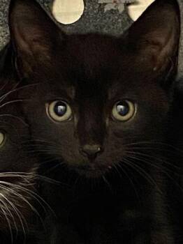 Gala -  Domestic Short Hair Cat for Adoption in Daytona Beach, Florida - Gala | PetCurious