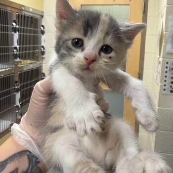 Walnut -  Domestic Long Hair Cat for Adoption in Asheville, North Carolina - Walnut | PetCurious