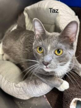 Taz -  Domestic Short Hair Cat Available for Adoption in Ludington, Michigan - Taz | PetCurious