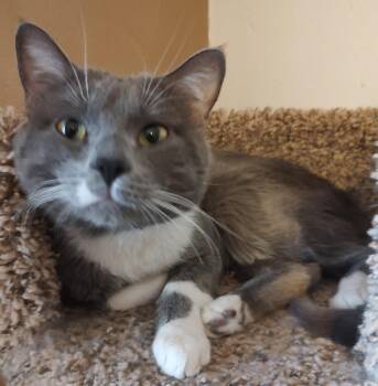 Domestic Short Hair Cats Available for Adoption in Phoenix, Arizona - Beans | PetCurious