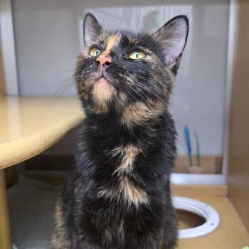 Rory -  Domestic Short Hair Cat for Adoption in Chicago, Illinois - Rory | PetCurious