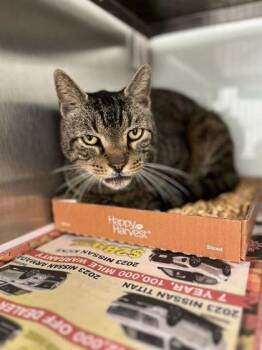 Rescue Domestic Short Hair Cats for Adoption in Knoxville, Tennessee - Eisen | PetCurious