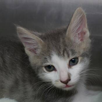 Fizz -  Domestic Medium Hair Cat for Adoption in Seattle, Washington - Fizz | PetCurious