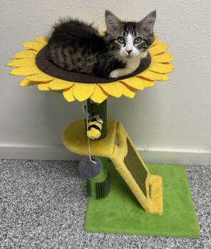 Sassy -  Domestic Short Hair Cat for Adoption in Webster City, Iowa - Sassy | PetCurious