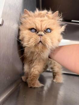 Grizelda -  Persian Cat for Adoption in Greensburg, Indiana - Grizelda | PetCurious