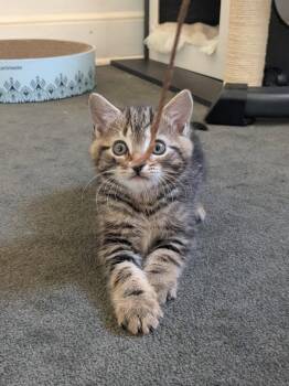 Domestic Short Hair Cats Available for Adoption in Johnson City, Tennessee - Atlas | PetCurious