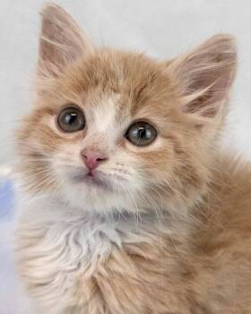 Oolong -  Domestic Medium Hair and Tabby Cat for Adoption in Kennesaw, Georgia - Oolong | PetCurious