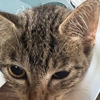 Taylor -  Domestic Short Hair Cat for Adoption in Leander, Texas - Taylor | PetCurious