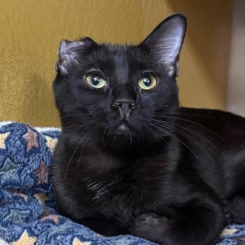 Birdie 54098 -  Domestic Short Hair Cat for Adoption in Las Vegas, Nevada - Birdie 54098 | PetCurious