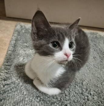 Houdini -  Domestic Short Hair Cat for Adoption in Greenbelt, Maryland - Houdini | PetCurious