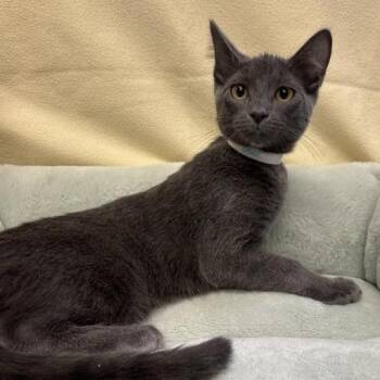 Rowan -  Domestic Short Hair Cat for Adoption in Hawthorne, California - Rowan | PetCurious