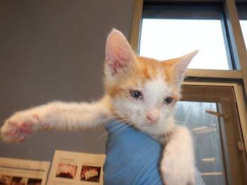 SUNNY -  Domestic Short Hair Cat for Adoption in San Jose, California - SUNNY | PetCurious