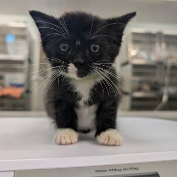 Mayhem -  Domestic Short Hair Cat for Adoption in Manhattan, Kansas - Mayhem | PetCurious