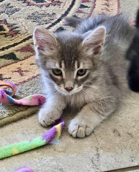 Cupid -  Domestic Short Hair Cat for Adoption in Green Valley, Arizona - Cupid | PetCurious