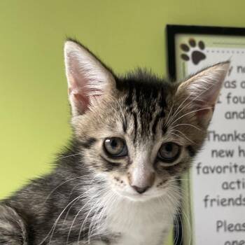 Hickory -  Domestic Short Hair Cat for Adoption in Chicago, Illinois - Hickory | PetCurious