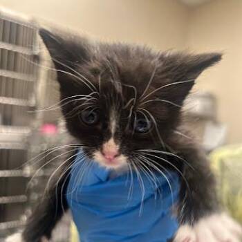 Domestic Short Hair Cats Available for Adoption in Las Vegas, Nevada - RIO | PetCurious