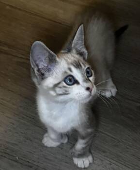 Uh-oh -  Domestic Short Hair Cat for Adoption in Seal Beach, California - Uh-oh | PetCurious