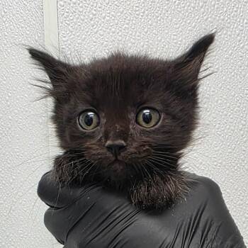 Red -  Domestic Medium Hair Cat for Adoption in Abilene, Texas - Red | PetCurious