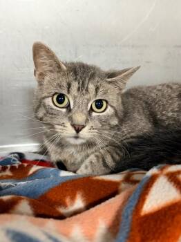 Cheryl (barn) -  Domestic Short Hair Cat for Adoption in Huntington, Indiana - Cheryl (barn) | PetCurious