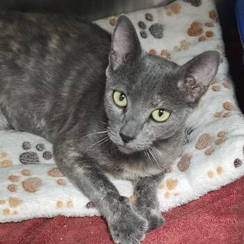 Carport -  Domestic Short Hair Cat for Adoption in Lincoln, California - Carport | PetCurious